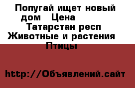 Попугай ищет новый дом › Цена ­ 1 000 - Татарстан респ. Животные и растения » Птицы   